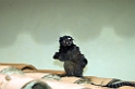 Marmoset Canastra-01
